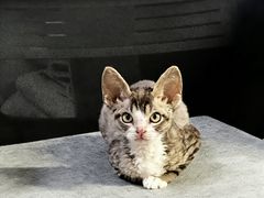 -欣宠猫屋·矮脚拿破仑·蓝金金渐层