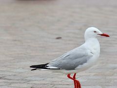 -悉尼歌剧院