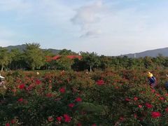 -亚龙湾国际玫瑰谷