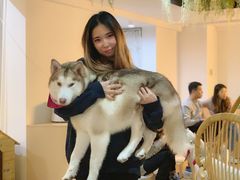 -Husky Go! 哈士奇体验馆·宠物咖啡厅狗咖