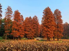 -东湖磨山景区