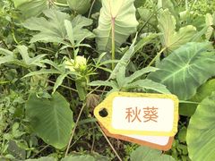 -光明小镇欢乐田园