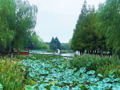 -东台西溪天仙缘景区