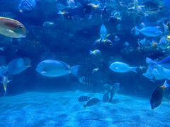 -海合安成都极地海洋公园