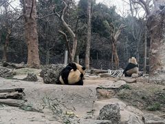 -都江堰中华大熊猫苑