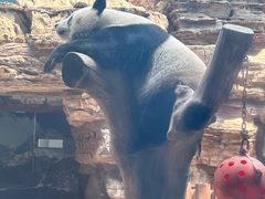 -石家庄市动物园