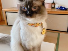 -猫在这儿猫咪咖啡馆·撸猫馆