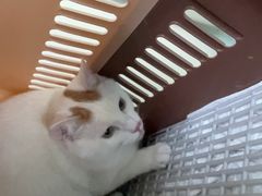 -北京观赏动物医院·24小时大型综合·猫专科·异宠专科