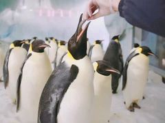 -帝企鹅自助餐厅•儿童岛•真企鹅(长隆企鹅酒店)