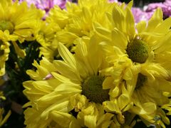 -鹿岛会员店 (龙湖三千集天街店)