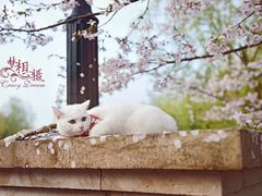 -顾村公园