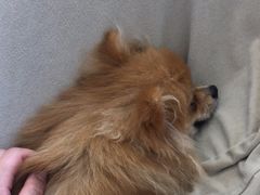 -怪兽屋·羊驼·猫咖·狗咖(俊华广场店)