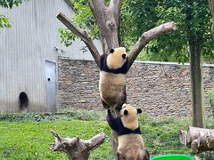 -卧龙中华大熊猫苑神树坪基地