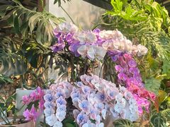 -自由生长植物工作室(深港花卉中心店)