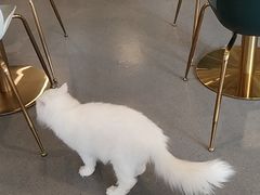 -飞行喵MR PILOT|猫舍·猫咖(静安大融城店)