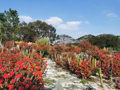 -松山湖梦幻百花洲