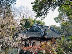 -香雪海