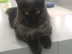 -糯米喵星人·撸猫猫舍咖啡馆(西市场嘉华店)