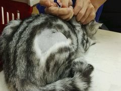 -芭比堂动物医院·24小时·眼科中心(深圳中心)