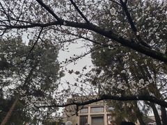 -武汉大学-樱园