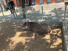 -西霞口神雕山野生动物世界