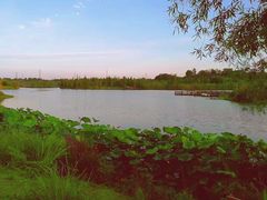 -白鹭湾湿地公园