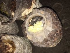 黄金菇-仙蘑洞