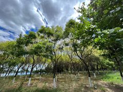 -大兴滨河森林公园