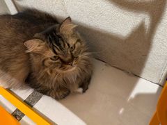 -平行世界·猫咖(首经贸店)