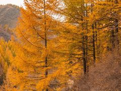 -苏木山森林公园