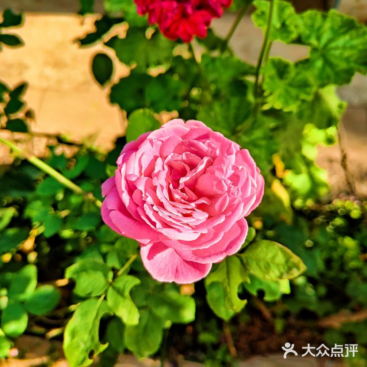 五一来西昌,感受邛海风光