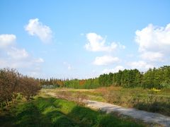 -上海长兴岛郊野公园