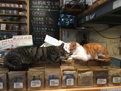 -猫的天空之城概念书店(西塘古镇店)