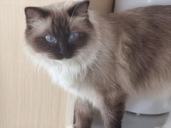 -鼓捣猫呢主题猫咖店