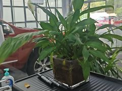 -龙膜全球臻选店·汽车贴膜·隐形车衣(北京琪朗店)