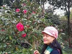 -金花茶公园