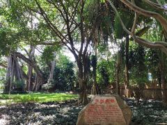 -瑞丽独树成林风景区