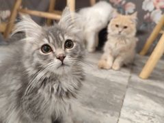 -楼上猫咖(罗湖店)