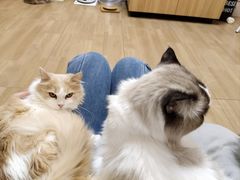 -唐小姐の私宠·宠物洗护美容·撸猫馆·购宠(周浦万达旗舰店)