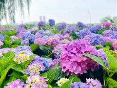 -金银湖国家城市湿地公园