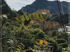 -大岭沟猕猴桃谷风景区