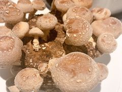 活体香菇-煲王粤菜餐厅(中侨中心店)