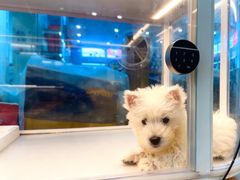 -翊宠yipet猫狗购宠庄园犬舍•猫舍