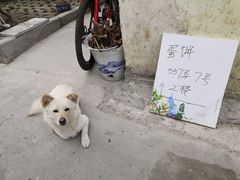 -水丰路鸡蛋饼
