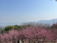 -香雪海