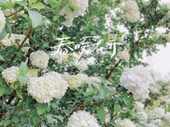 -上海滨江森林公园
