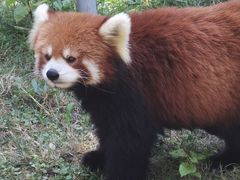 -成都动物园