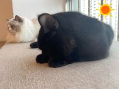 -有喵·猫咖·狗咖·30几只猫10只小狗(岗厦店)