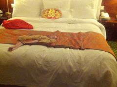 -上海明天广场JW万豪酒店