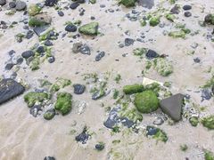 -贝壳沙滩